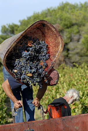 Wine Harvest - France